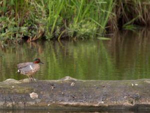 Anas carolinensis - Green-winged Teal - Amerikansk kricka