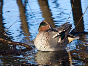 Anas crecca - Common Teal - Kricka