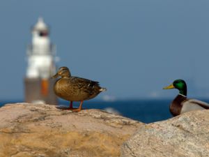 Anas platyrhynchos - Mallard - Gräsand