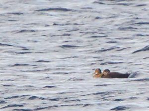 Anas rubripes - American Black Duck - Svartand