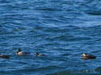 Anas rubripes ad male Påarps mal, Torekov, Båstad, Sweden 20161119_0022