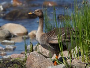 Anser fabalis - Bean Goose - Sädgås