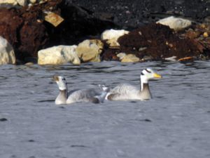 Anser indicus - Bar-headed Goose - Stripgås