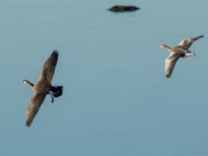 Anser-Branta hybrids