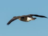 Branta canadensis x Anser anser Terekudden, Bunkeflo strandängar, Malmö, Skåne, Sweden 20191030_0056