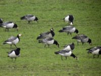 Branta canadensis x Branta leucopsis Sjunnerodammen, Malmö, Skåne, Sweden 20061223 018