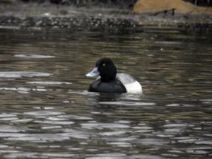 Aythya affinis - Lesser Scaup - Mindre bergand