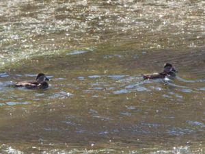 Aythya collaris - Ring-necked Duck - Ringand