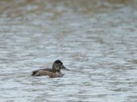 Aythya collaris female-type Halmstads reningsverk, Halmstad, Halland, Sweden 20171223B_0045