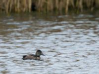 Aythya collaris female-type Halmstads reningsverk, Halmstad, Halland, Sweden 20171223B_0053