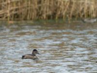 Aythya collaris female-type Halmstads reningsverk, Halmstad, Halland, Sweden 20171223B_0056