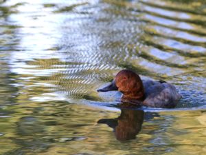 Aythya ferina - Common Pochard - Brunand