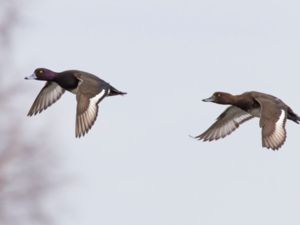 Aythya fuligula - Tufted Duck - Vigg