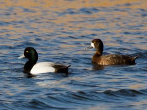 Aythya marila - Greater Scaup - Bergand