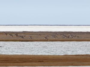 Branta bernicla - Brent Goose - Prutgås