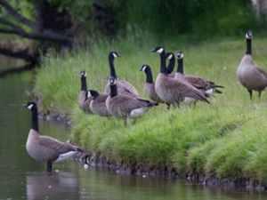 Branta canadensis - Canada Goose - Kanadagås