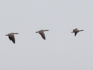 Branta hutchinsii - Cackling goose - Dvärgkanadagås