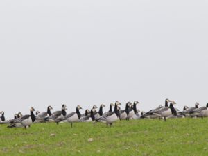 Branta leucopsis - Barnacle Goose - Vitkindad gås