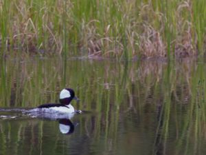 Bucephala albeola - Bufflehead - Buffelhuvud