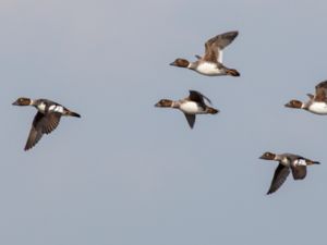 Bucephala clangula - Common Goldeneye - Knipa