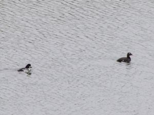 Bucephala islandica - Barrow's Goldeneye - Islandsknipa