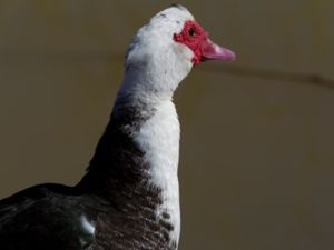 Cairina moschata - Muscovy Duck - Myskanka