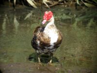 Cairina moschata Lugar de Baixo, Madeira, Portugal 20050805 445