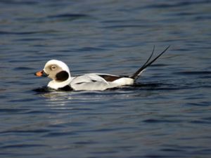 Clangula hyemalis - Long-tailed Duck - Alfågel