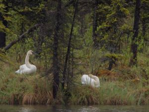 Cygnus buccinator - Trumpeter Swan - Trumpetarsvan