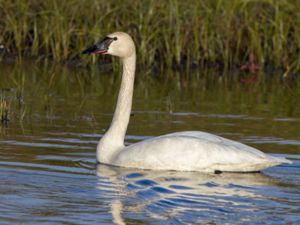 Cygnus columbianus - Tundra Swan - Mindre sångsvan