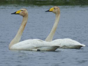 Cygnus cygnus - Whooper Swan - Sångsvan