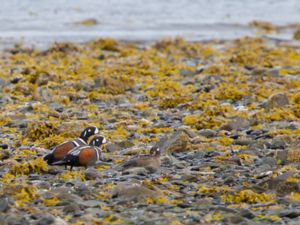 Histrionicus histrionicus - Harlequin Duck - Strömand