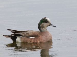 Mareca americana - American Wigeon - Amerikansk bläsand