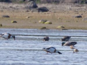 Mareca falcata - Falcated Duck - Praktand