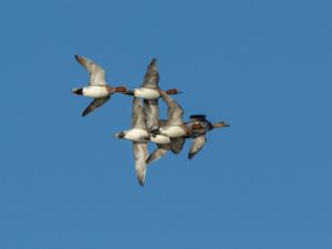 Mareca penelope - Eurasian Wigeon - Bläsand