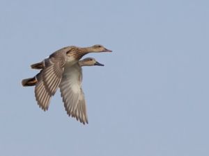 Mareca strepera - Gadwall - Snatterand