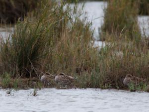 Marmaronetta angustirostris - Marbled Duck - Marmorand