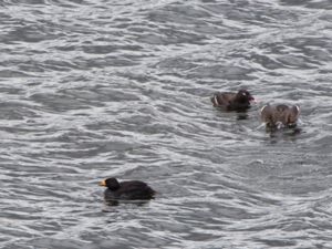 Melanitta americana - Black Scoter - Amerikansk sjöorre