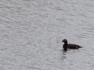 Melanitta deglandi - White-winged Scoter - Knölsvärta