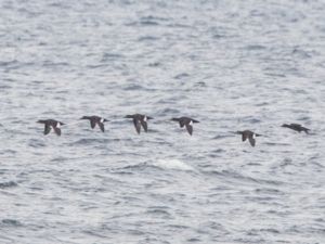 Melanitta fusca - Velvet Scoter - Svärta