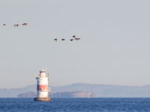 Melanitta nigra - Common Scoter - Sjöorre