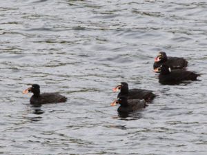 Melanitta perspicillata - Surf Scoter - Vitnackad svärta