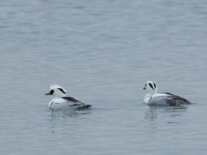 Mergellus albellus - Smew - Salskrake