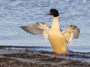 Mergus merganser - Goosander - Storskrake