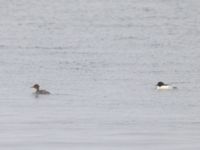 Mergus merganser 1cy et ad male Hamnen, Klagshamns udde, Malmö, Skåne, Sweden 20231216_0035