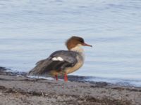 Mergus merganser ad female Badplatsen, Klagshamns udde, Malmö, Skåne, Sweden 20221103_0128