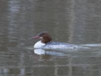 Mergus merganser female Husie mosse, Malmö, Skåne, Sweden 20240127_0017