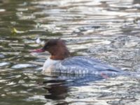 Mergus merganser female Slottsparken, Malmö, Skåne, Sweden 20231205_0076