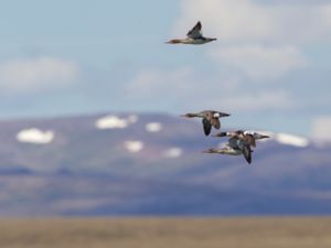 Mergus serrator - Red-breasted Merganser - Småskrake