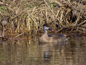 Netta rufina - Red-crested Pochard - Rödhuvad dykand